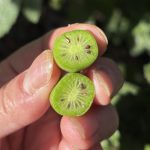 Kiwibeeren Innere