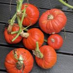 Hokkaido Kürbis Ernte