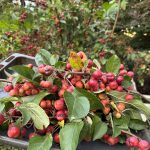 Zieräpfelchen Ernte