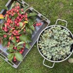 Trauben Zierapfel Ernte