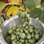 Endlich ist es soweit: Kiwibeeren Ernte im Oktober
