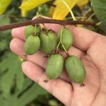 Kiwibeeren Ernte