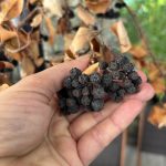 getrocknete Aroniabeeren