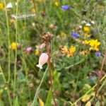 Tal X Wildblumenwiese mit den Saatgut des Naturpark Schwarzwald, Leimkraut
