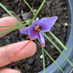 Safran Krokus Blüte