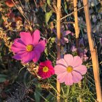 Schmuckkörbchen im November