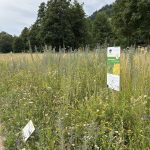Tal X Wildblumenwiese mit den Saatgut des Naturpark Schwarzwald