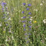 Tal X Wildblumenwiese mit den Saatgut des Naturpark Schwarzwald, eine blaue Blume