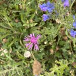 Tal X Wildblumenwiese mit den Saatgut des Naturpark Schwarzwald, Wiesenflockenblume