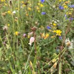 Wildblumen wie Leimkraut in einer Wildblumenwiese