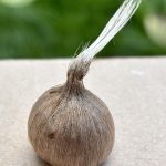 Knolle des Safran Krokus