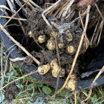 Topinambur Knollen Sonnenstrauß