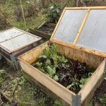 Frühbeet im Wintergarten