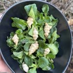 Knollenziest Crosne zum Feldsalat mehrjähriges Gemüse