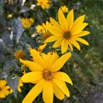 Blüten des Topinambur