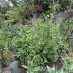 Palettenrahmen Beet im Juni