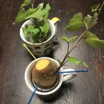 Süßkartoffel Steckling von Mutterknolle schneiden