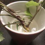 feine Bewurzelung an Steckling