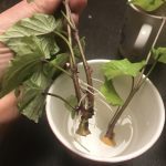 Süßkartoffel Steckling