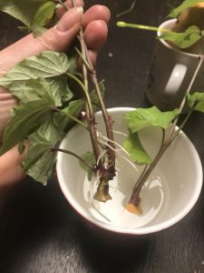 Süßkartoffeln Stecklinge gezogen in Jumbotasse, bereits mit feine Wurzeln.