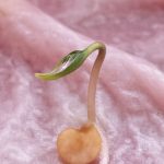 Chili Keimling bei der Januar Aussaat.