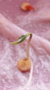 Chili Keimling bei der Januar Aussaat.