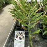 Japanischer Ingwer im Gartenmarkt.