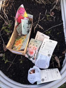 Blumenzwiebeln spät pflanzen