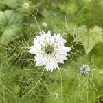 Jungfern im Grünen (Nigella damascena) mit weisser Blüte.