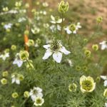 Schwarzkümmel Blüte Nigella für indische Gerichte.