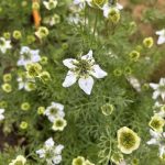 Schwarzkümmel Blüten Tal X