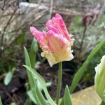 Eine schöne Papageien Tulpe.