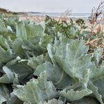 Blätter des Meerkohl