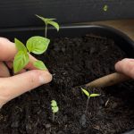 Chili Setzling wird pikiert mit einem Pikierholz.