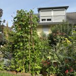 Sitzplatz Baustelle im Garten von Oben. Die Stangenbohnen sind gut gewachsen.