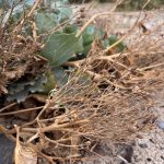 Samenstände des Meerkohl.