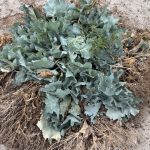 Meerkohl Pflanze am Ostseestrand.