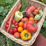 Erntekorb mit Paprika und Chili
