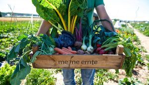 Erntekist voll Gemüse; Bildrechte bei Meine Ernte GmbH, Gemüsebeet mieten