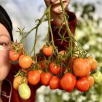 British Breakfast Rispe ernten im Oktober.