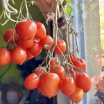 British Breakfast Rispe wird hängend gelagert.