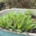 Taubenkropf Leimkraut im März, ein schönes Edimental