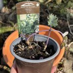 Gekaufte Meerkohl Jungpflanze