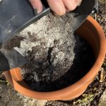 Kompost und Sand vermischt für den Meerkohl, wird eingefüllt.