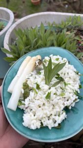 Huchel Spargel aus Wahlbeck mit Kräuter Risotto und Sclopit, eine essbare Wildblume