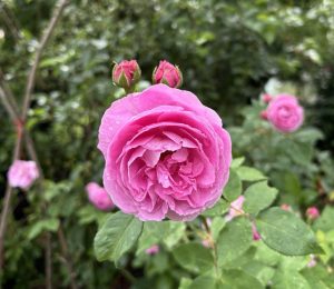Duftrose Louise Odier im kulinarischen Rosengarten