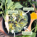 Brennnesselkartoffel Suppe mit Wildkräuter aus dem eigenen Garten