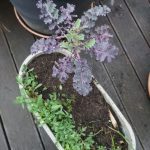 Grünkohl Leimkraut Edimental Pflanztopf