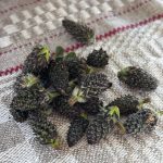 Spitzwegerich Knospen