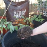 Patzer Bio Substrat im Permakultur Balkongarten.